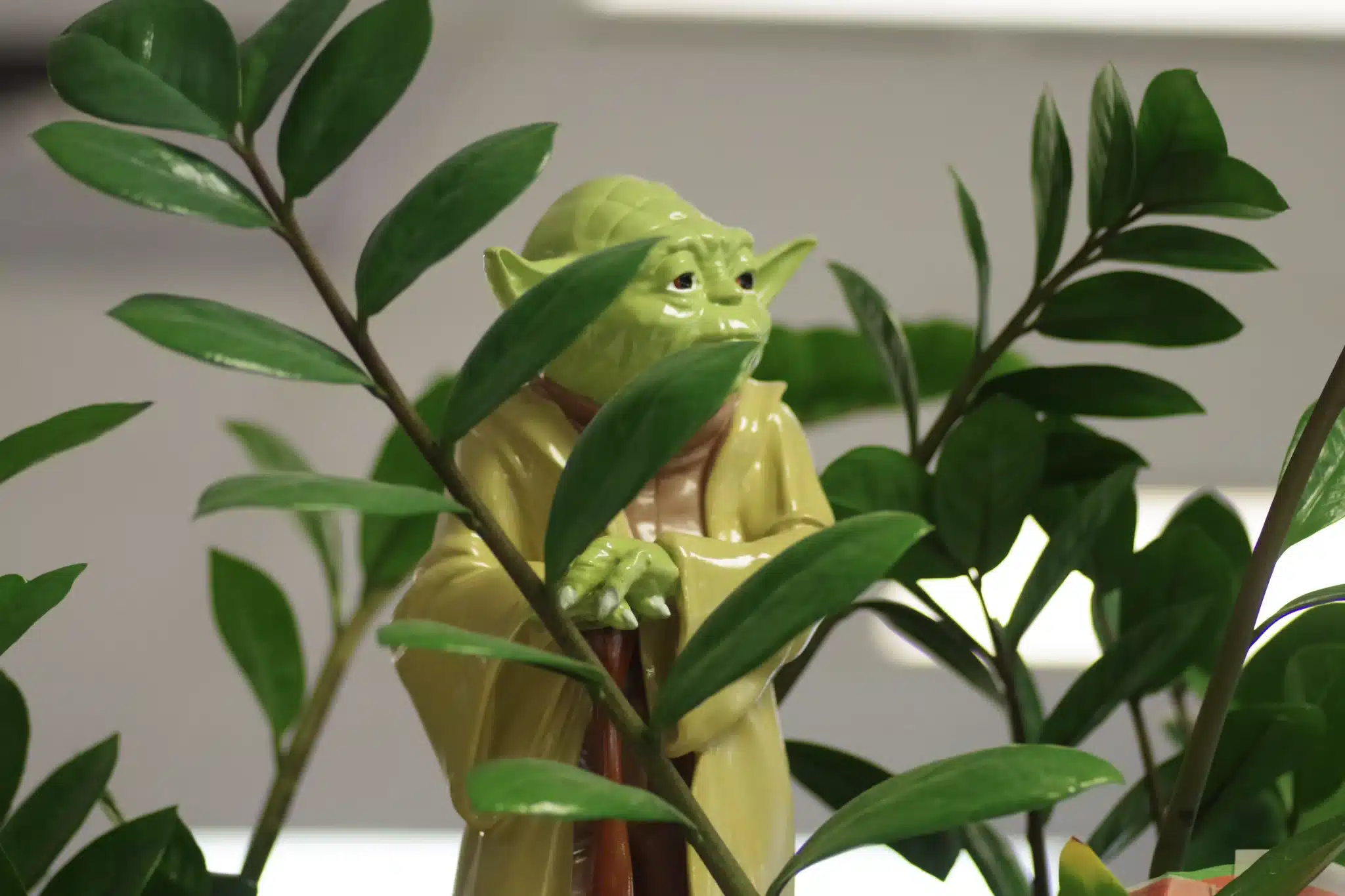 figurine du maitre Jedi Yoda visible à travers un feuillage de plante